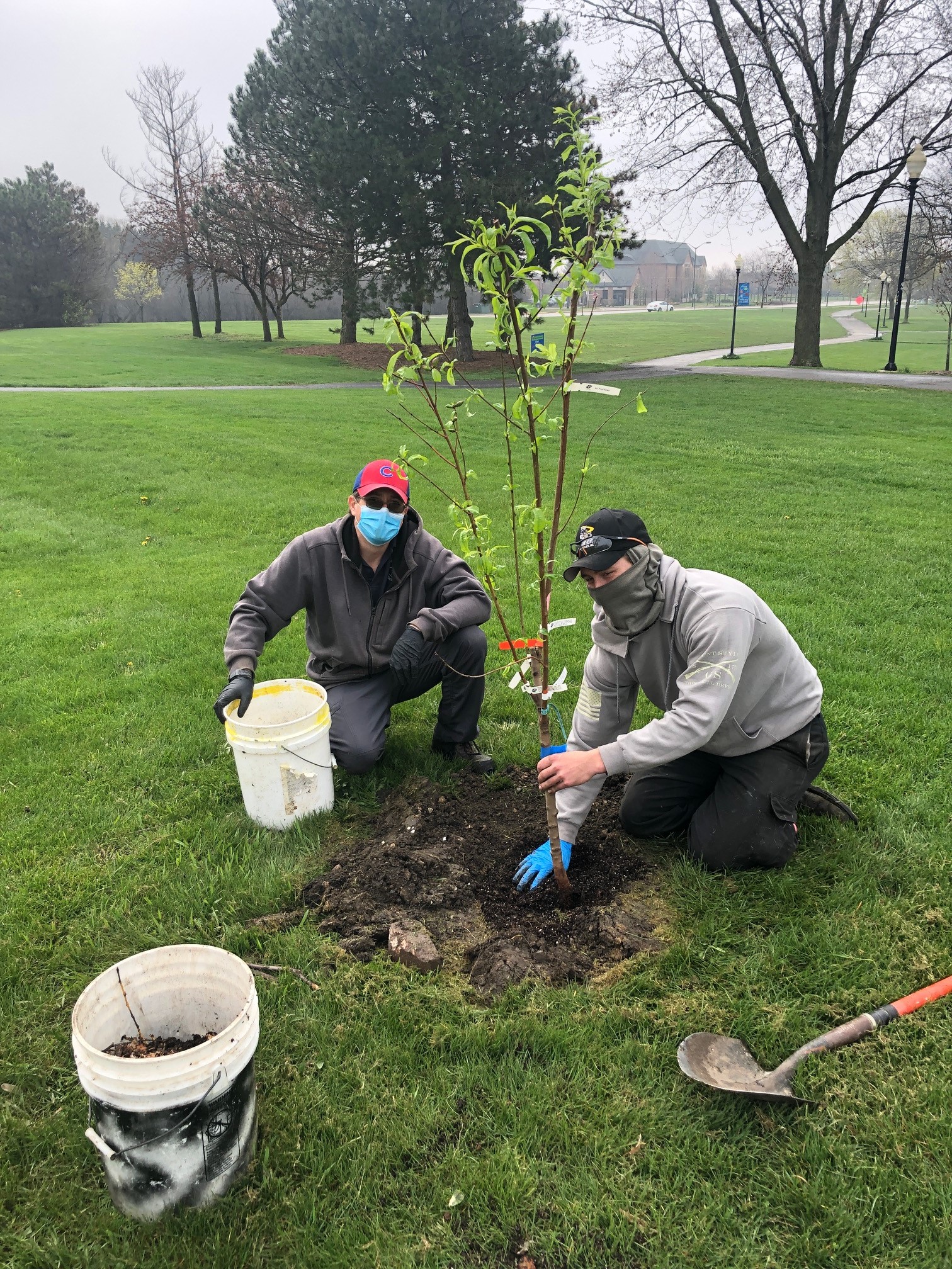 Fruit Trees in the Parks