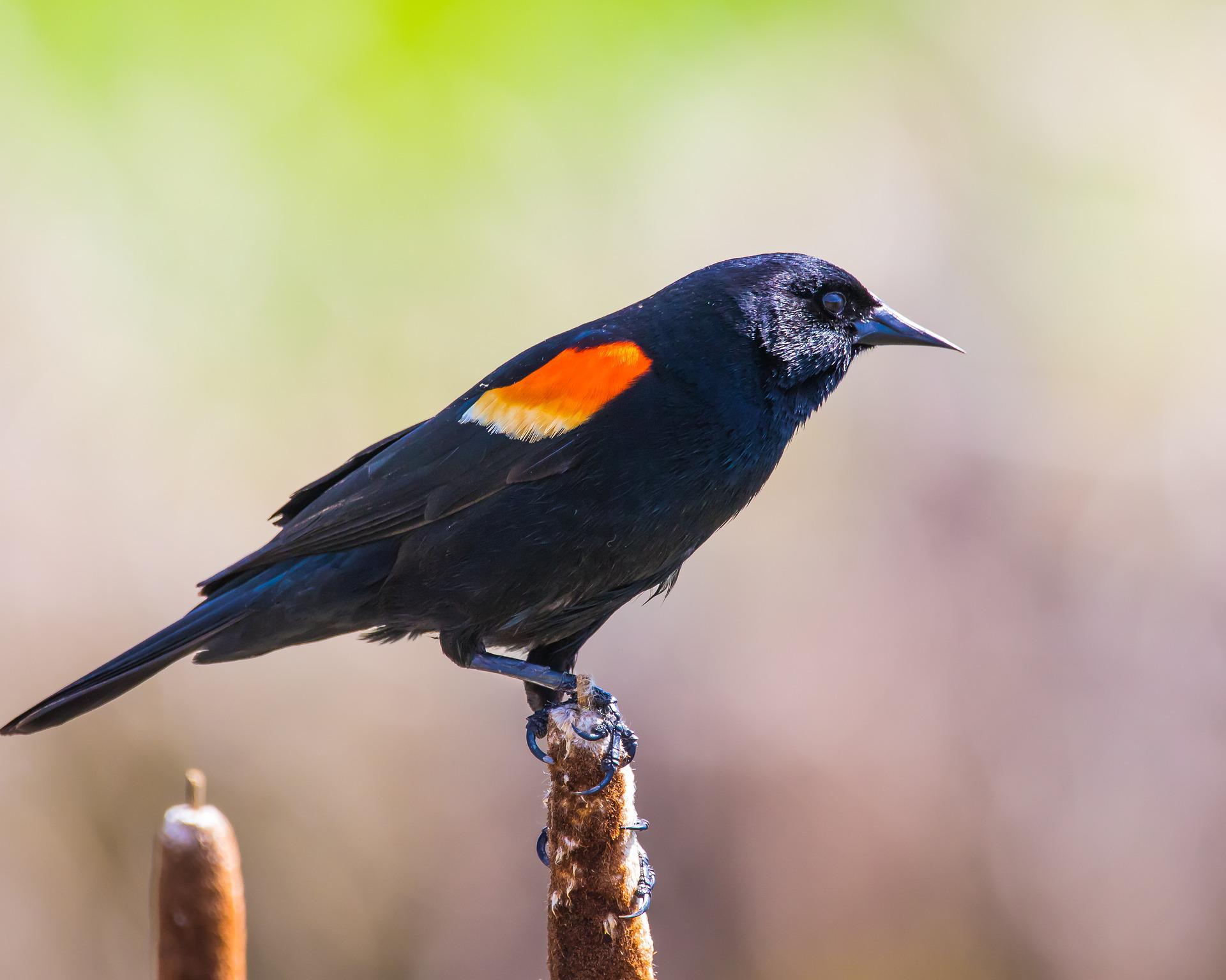 Red-winged Blackbird Notice